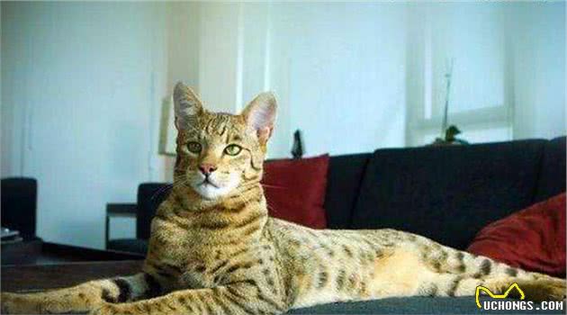 对猫过敏却依旧想养猫，这三种猫不容错过