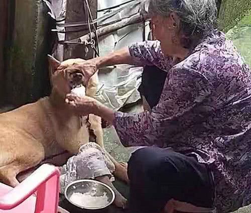 狗狗嫌弃没肉不肯吃饭，全家人束手无策，奶奶的反应绝了