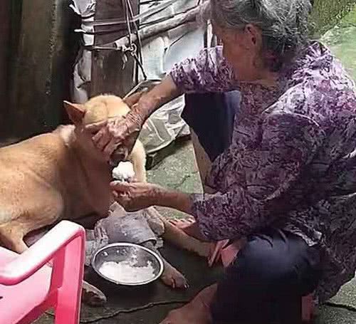 狗狗嫌弃没肉不肯吃饭，全家人束手无策，奶奶的反应绝了
