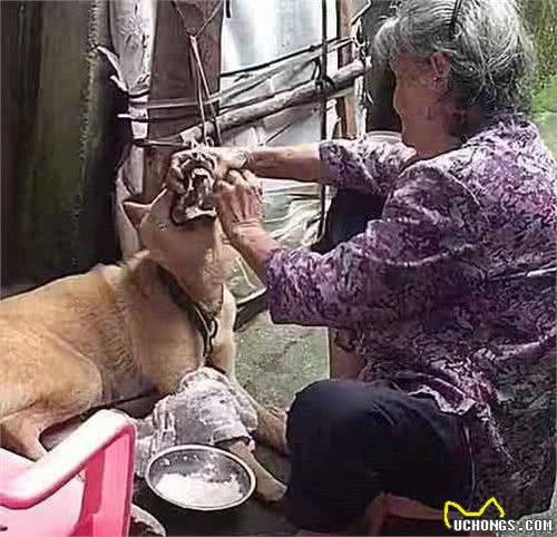 狗狗嫌弃没肉不肯吃饭，全家人束手无策，奶奶的反应绝了