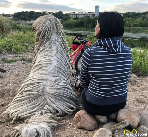 它看起来就像一只拖把，但实际上却是世界名犬