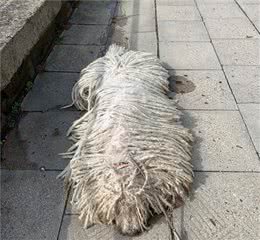 它看起来就像一只拖把，但实际上却是世界名犬
