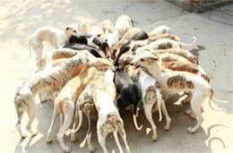 如何对病犬进行护理？