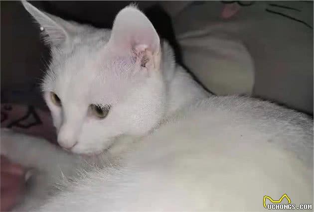 「宠物狗猫免费领养第2期」纯白猫咪（送用品）+泰迪雪纳瑞串串