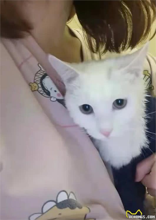 「宠物狗猫免费领养第2期」纯白猫咪（送用品）+泰迪雪纳瑞串串