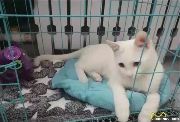 「宠物狗猫免费领养第2期」纯白猫咪（送用品）+泰迪雪纳瑞串串