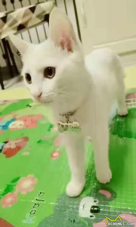 「宠物狗猫免费领养第2期」纯白猫咪（送用品）+泰迪雪纳瑞串串