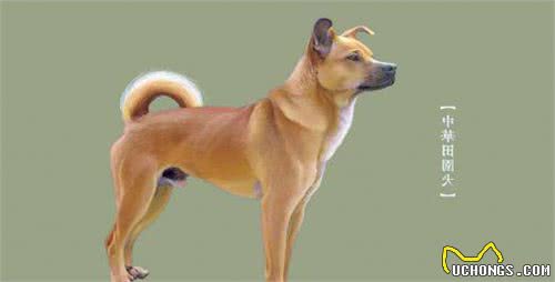 养一只温顺听话、不易生病的中华田园犬，其实很香