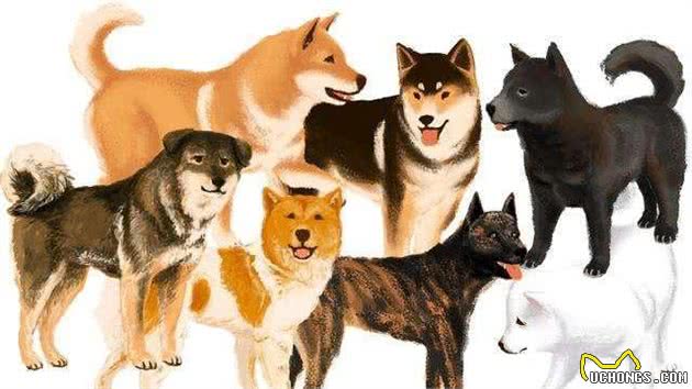 养一只温顺听话、不易生病的中华田园犬，其实很香