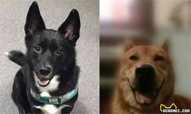 养一只温顺听话、不易生病的中华田园犬，其实很香