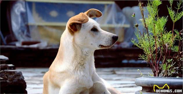养一只温顺听话、不易生病的中华田园犬，其实很香
