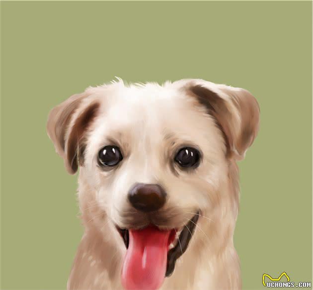 养一只温顺听话、不易生病的中华田园犬，其实很香