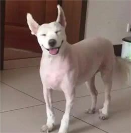 夏天把狗狗全身剃光反而更热，兽医：还会增加狗狗的患癌风险