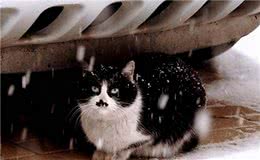 这6种猫很“怕冷”，宠主记得给它们保暖，小心感冒了