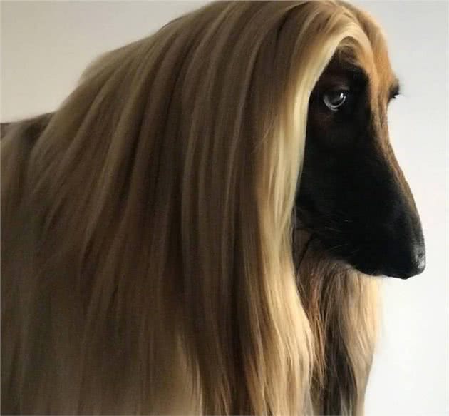 阿富汗猎犬，唯一一种让我望而却步的犬种