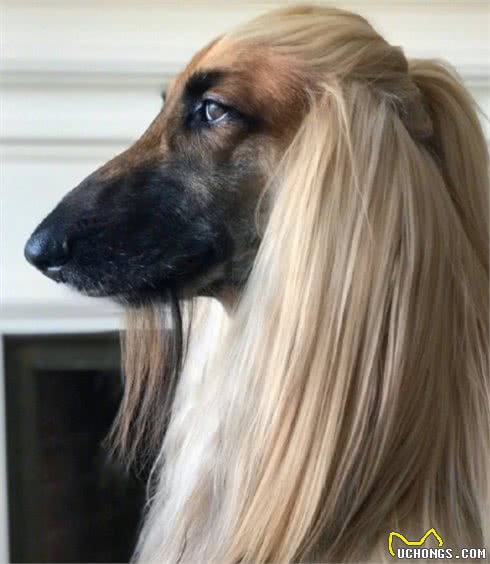 阿富汗猎犬，唯一一种让我望而却步的犬种