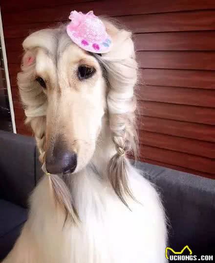 阿富汗猎犬，唯一一种让我望而却步的犬种