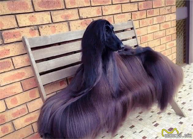 阿富汗猎犬，唯一一种让我望而却步的犬种