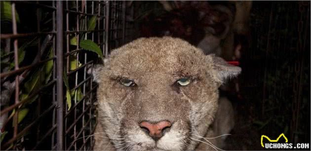 继偷猎和栖息地丧失之后，狞猫正面临一种新威胁，蜜獾也未能幸免