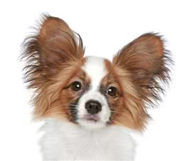世界犬种智商排行榜第八位的蝴蝶犬