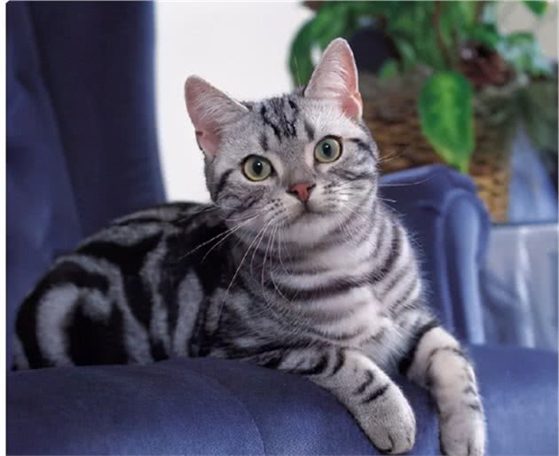 美国短尾猫四大的缺点，养之前要考虑清楚哦
