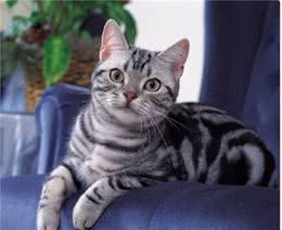 美国短尾猫四大的缺点，养之前要考虑清楚哦