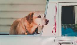 了解狗狗的听觉、视觉、味觉