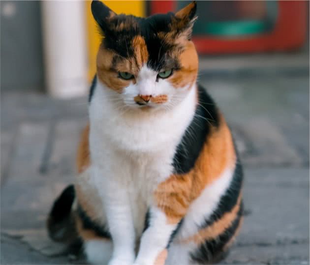 谁说土猫土，这些国内常见的土猫，你告诉我究竟哪里土