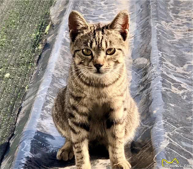 谁说土猫土，这些国内常见的土猫，你告诉我究竟哪里土