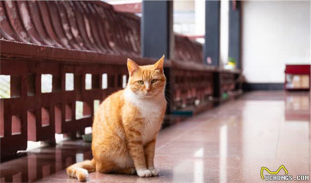谁说土猫土，这些国内常见的土猫，你告诉我究竟哪里土