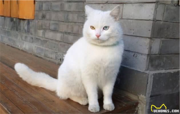 谁说土猫土，这些国内常见的土猫，你告诉我究竟哪里土