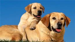拉布拉多犬的标准体重是多少？体重不正常又该怎么办