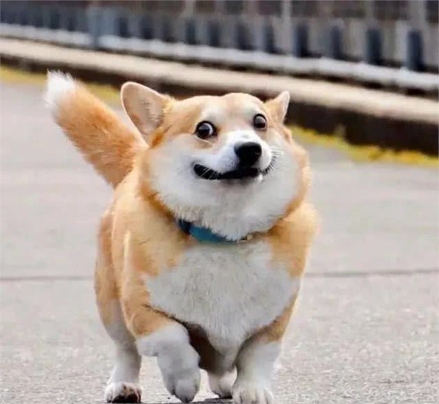 宠物狗勿错过