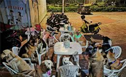 黑柴6岁生日　12陪伴犬围坐庆生超有秩序