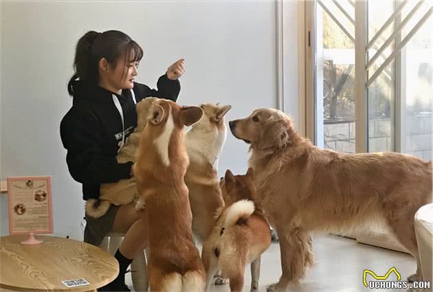 狗狗的10项特异功能，可厉害了，你知道吗？