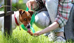 狗狗喝水有讲究，这五大禁忌，请不要犯