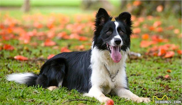 世界上名贵犬种清单（三）