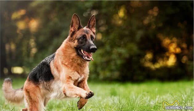 世界上名贵犬种清单（三）