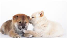 领养柴犬前，要备齐这16种日常用品