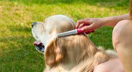 低成本精致养狗，月均300元