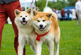 了解“日本国犬”—秋田犬，想不想养一只？