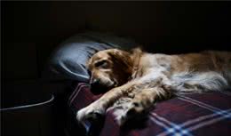 7种易患癌症的犬种，即使狗狗的平均寿命长，也会患上癌症