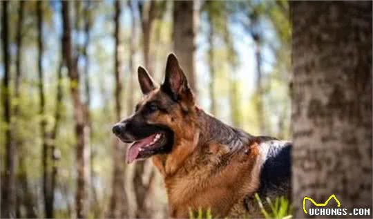 养德国牧羊犬的4个好处和4个坏处，看完你还敢养吗？