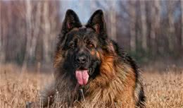 养德国牧羊犬的4个好处和4个坏处，看完你还敢养吗？