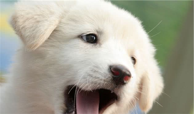 狗狗总是吐，不是犬瘟，细小，原来是胰腺炎