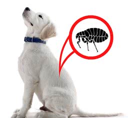 若狗狗有这几种症状，说明身上全是寄生虫，再不驱虫后果很严重