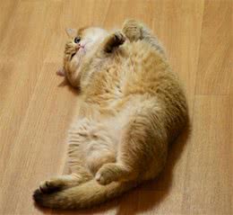 “大大”橘猫猫