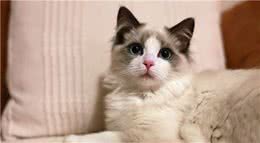 世界上“脸蛋”颇为漂亮的7种猫，你喜欢哪一款？