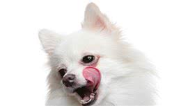 新买的幼犬第一天到家，应该注意什么？