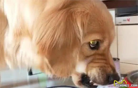 金毛犬有这些行为，说明把你当佣人了，你中招了吗？